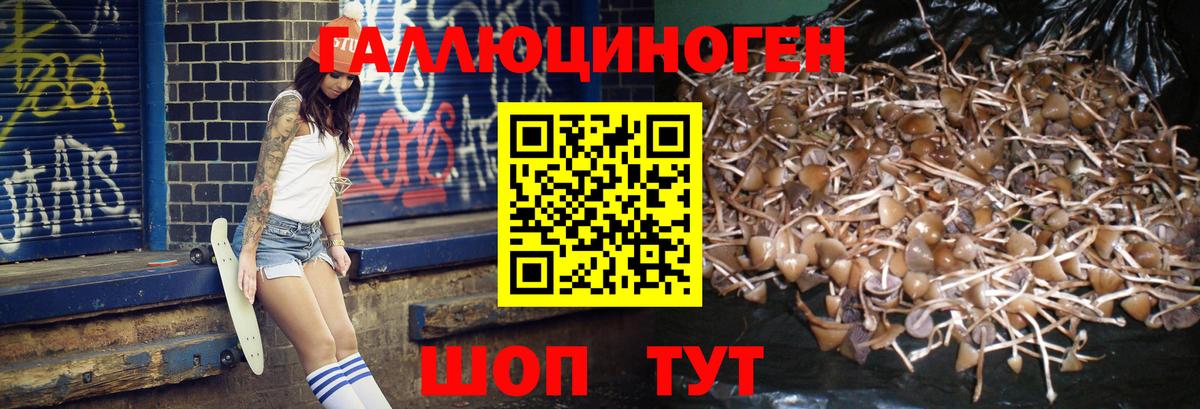 Псилоцибиновые грибы Psilocybe  Елизово  Псилоцибиновые грибы MAGIC MUSHROOMS 